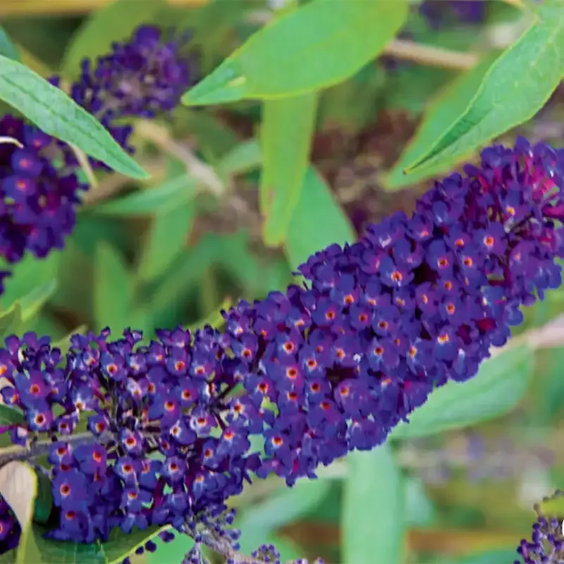Black Knight Butterfly Bush - Deciduous Flowering Shrub
