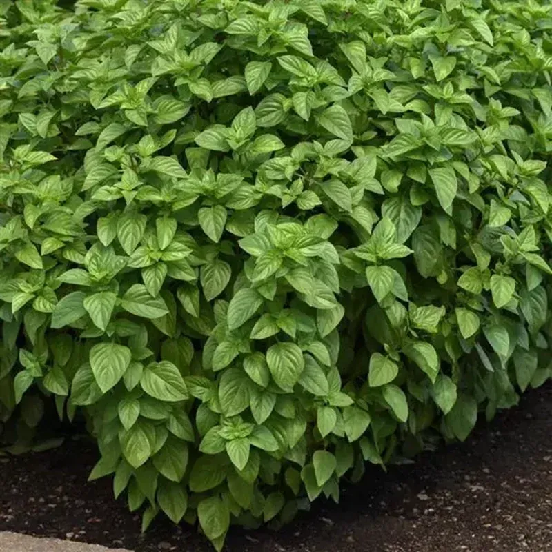 Everleaf Lemon Basil Heirloom Herb Seeds for Indoor and Outdoor Gardening