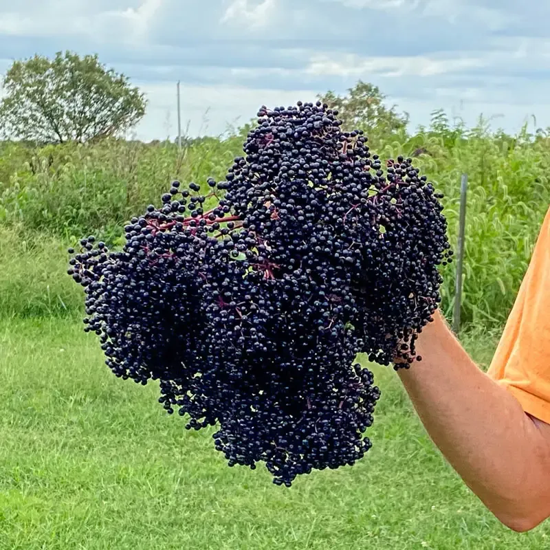 Pocahontas Elderberry Shrub - Sambucus canadensis Variety 2