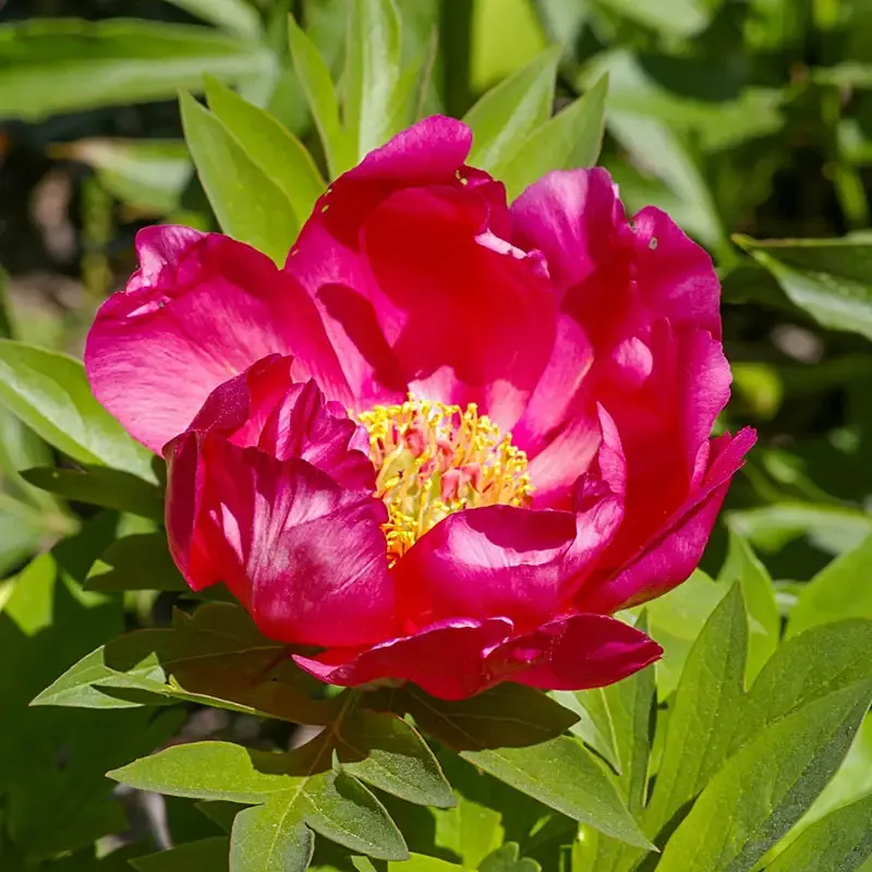 Watermelon Wine Itoh Peony Intersectional Hybrid Perennial