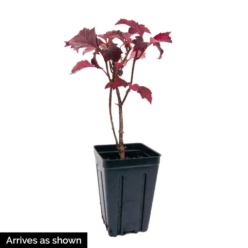 Ruby Slippers Dwarf Oakleaf Hydrangea Compact Deciduous Shrub 3