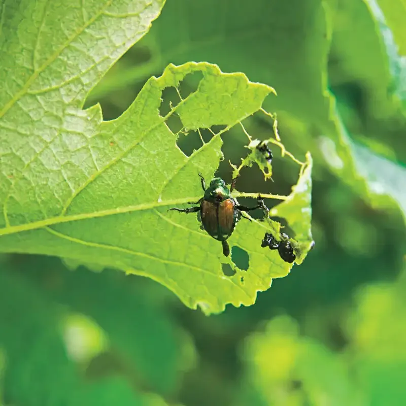 Concentrated Pest Control Solution for Ornamental and Vegetable Gardens 1