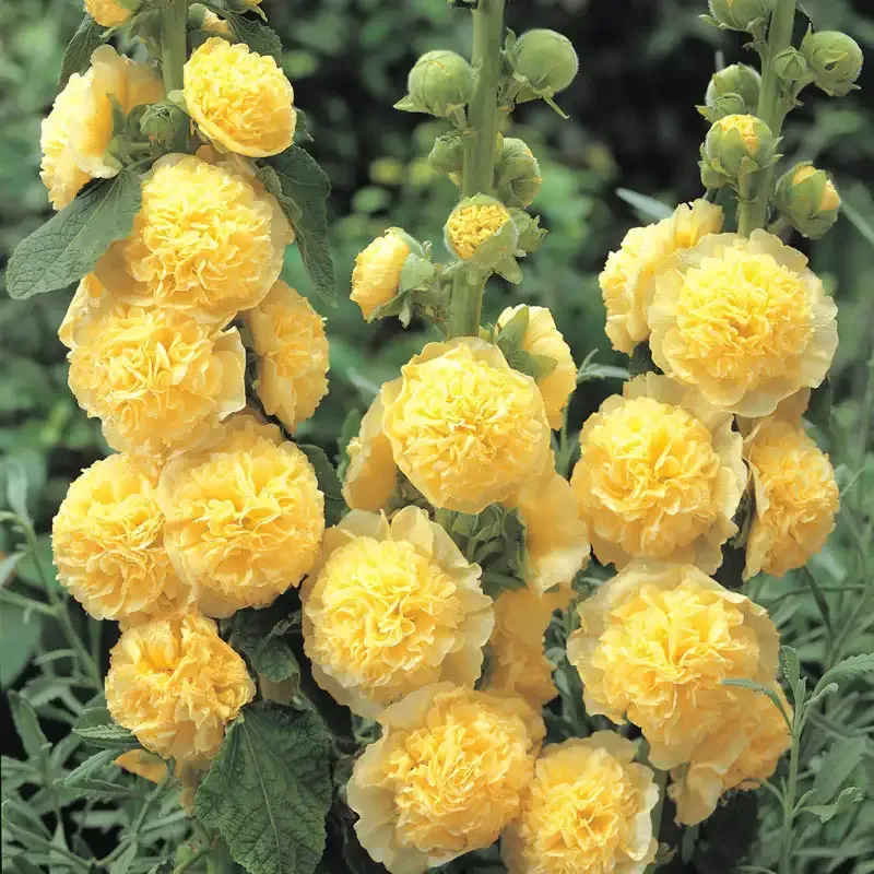 Chater's Double Yellow Hollyhock (Alcea rosea) Heirloom Flower Seeds