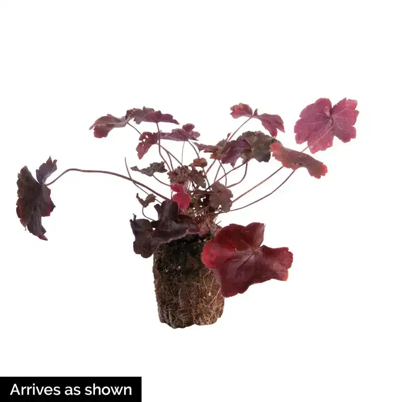 Frilly Coral Bells Ornamental Perennial Plant 3