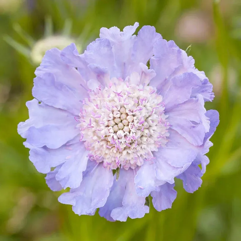 Perfecta Blue Scabiosa Natural Dried Pincushion Flower Stems