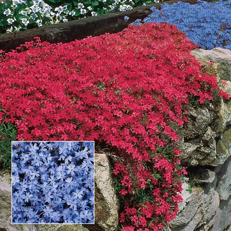 Atropurpurea Creeping Phlox Perennial Ground Cover Plant 3
