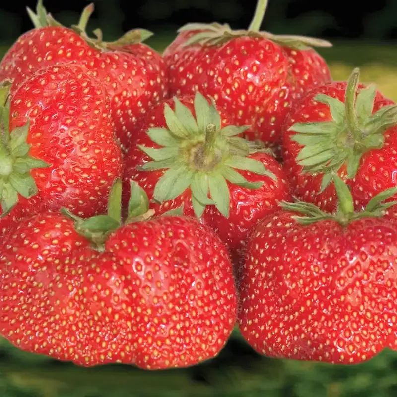 Jewel Junebearing Strawberry Plant - High-Yield Fruit Bearing Variety 2