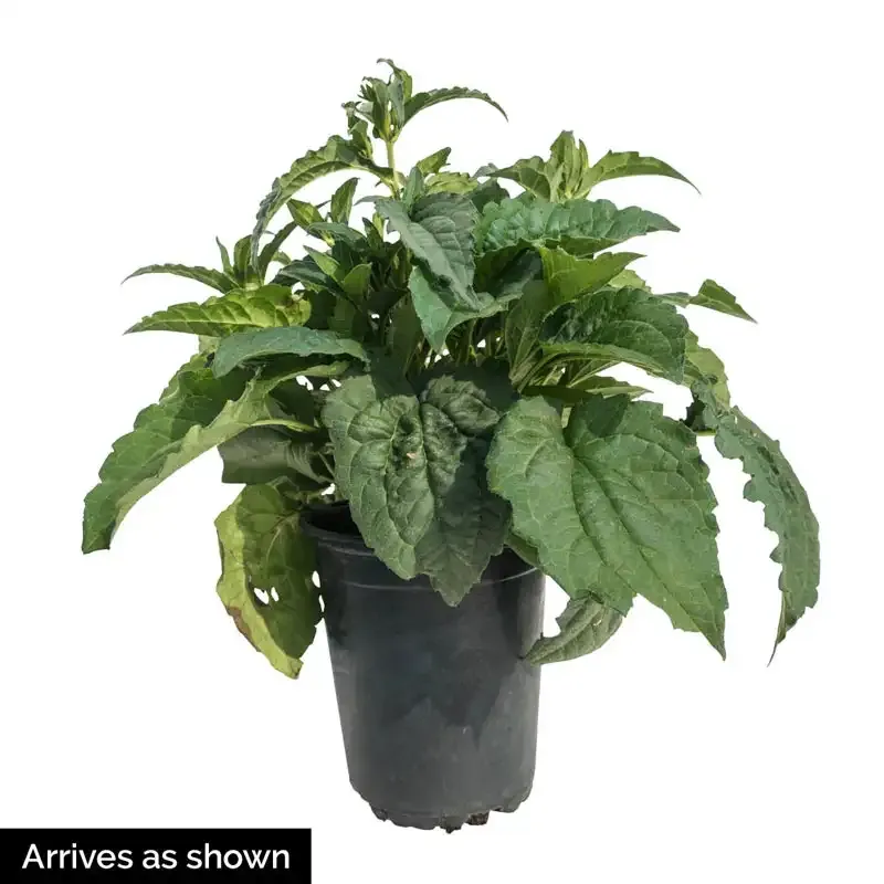 Goldsturm Rudbeckia Perennial Black-Eyed Susan Garden Plant 1