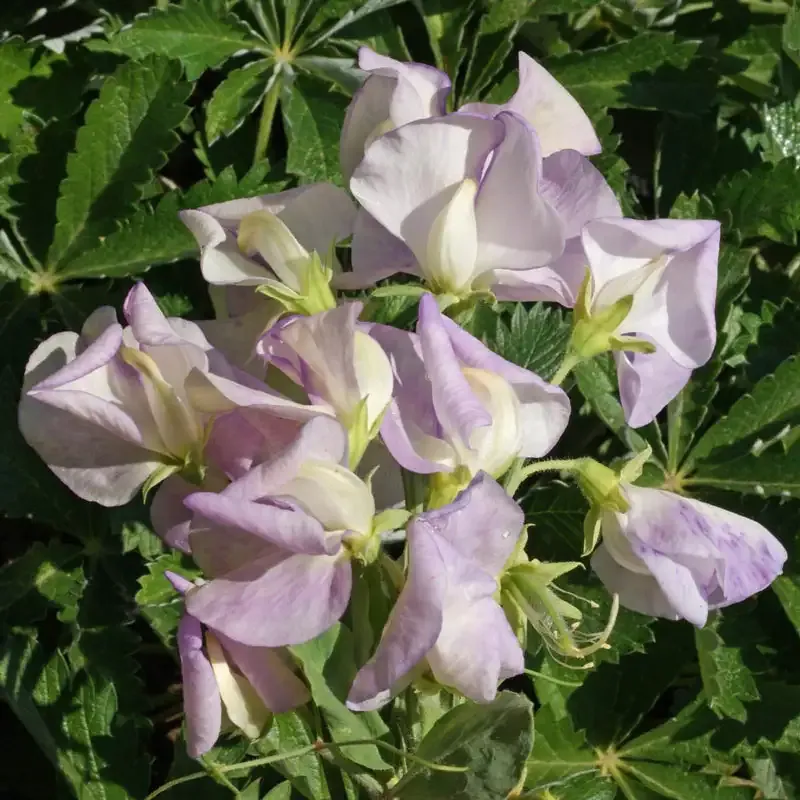 High Scent Annual Sweet Pea Seeds for Vertical Garden Climbing
