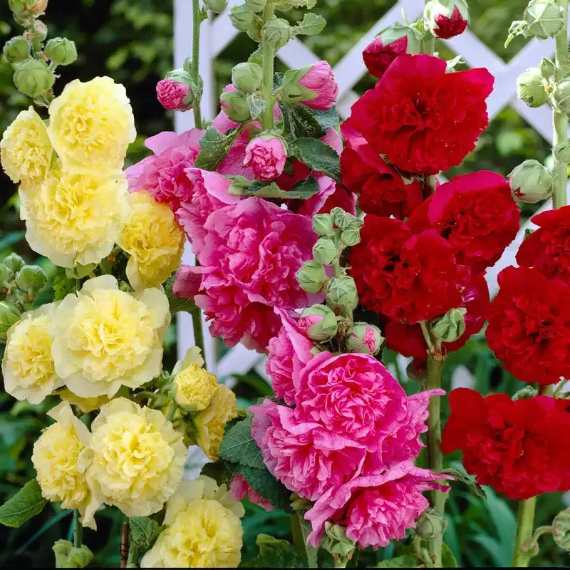 Double Hollyhock Heirloom Flower Seed Collection - Multi-Petal Alcea Rosea