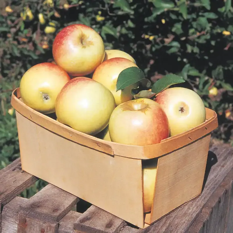 Sundance Apple Tree - Late-Season Crisp Dessert Variety 1