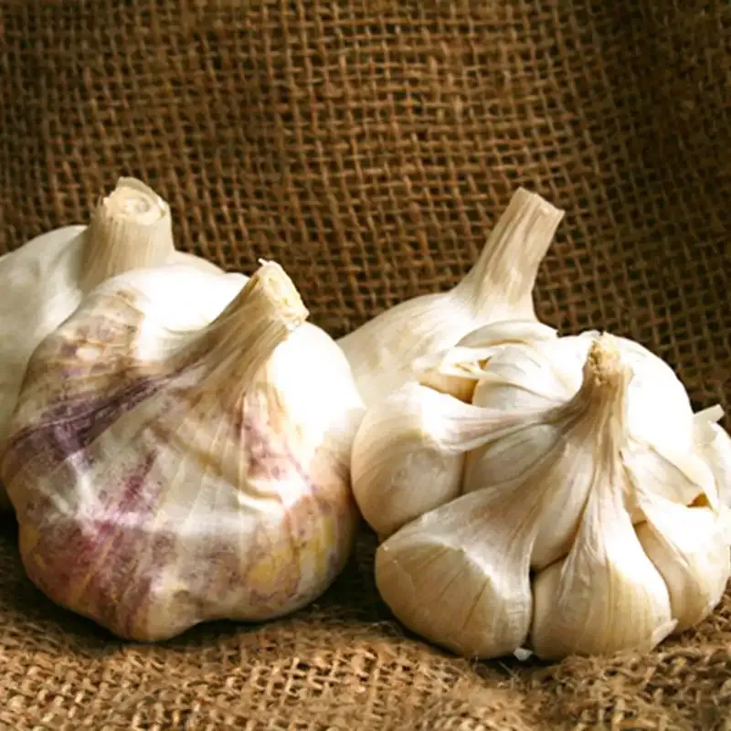 Inchelium Red Softneck Garlic Bulbs for Planting