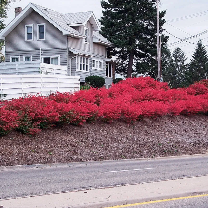 Dwarf Burning Bush Hedge (Euonymus alatus 'Compactus') 4