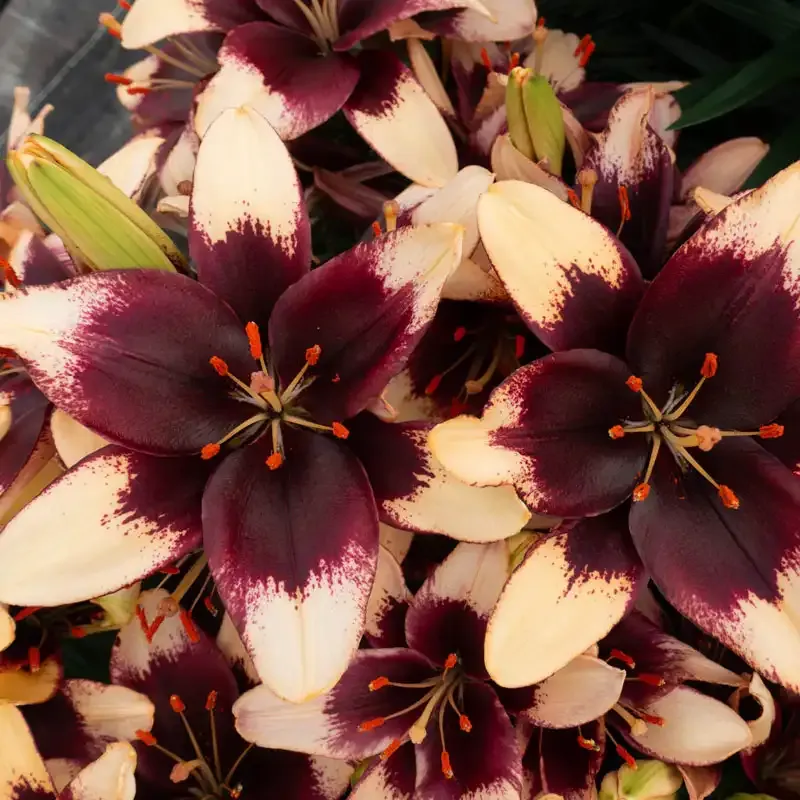 Asiatic Lily Trio Set for Garden Borders 3
