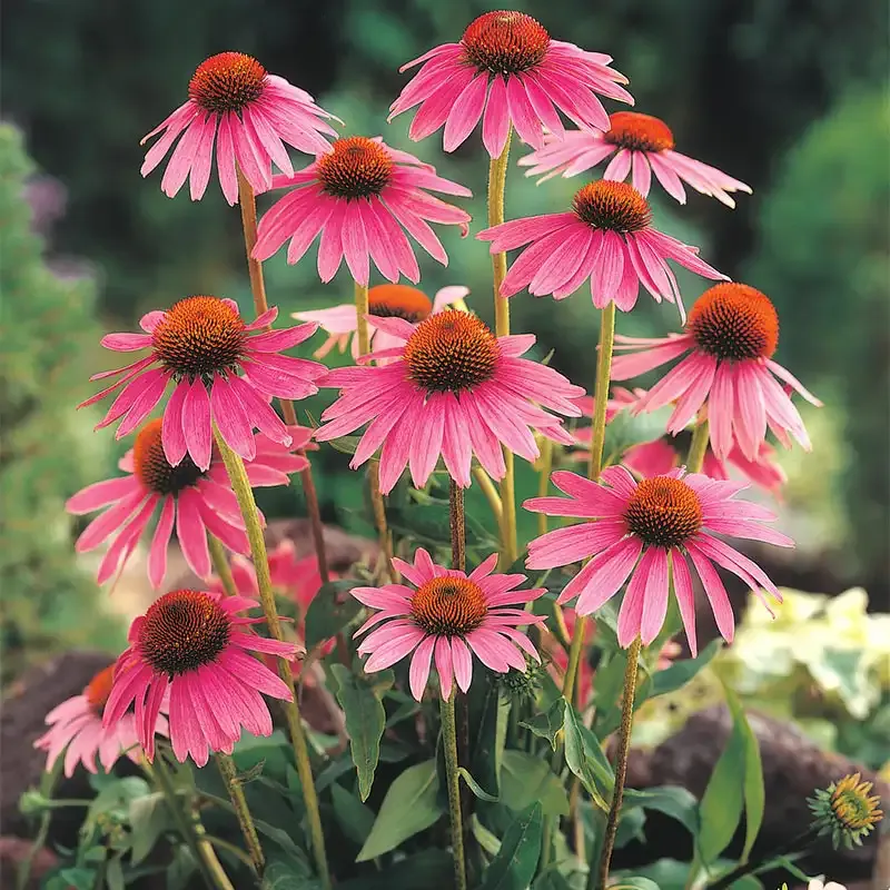 Echinacea Purpurea Seeds - Heirloom Purple Coneflower Garden Seeds