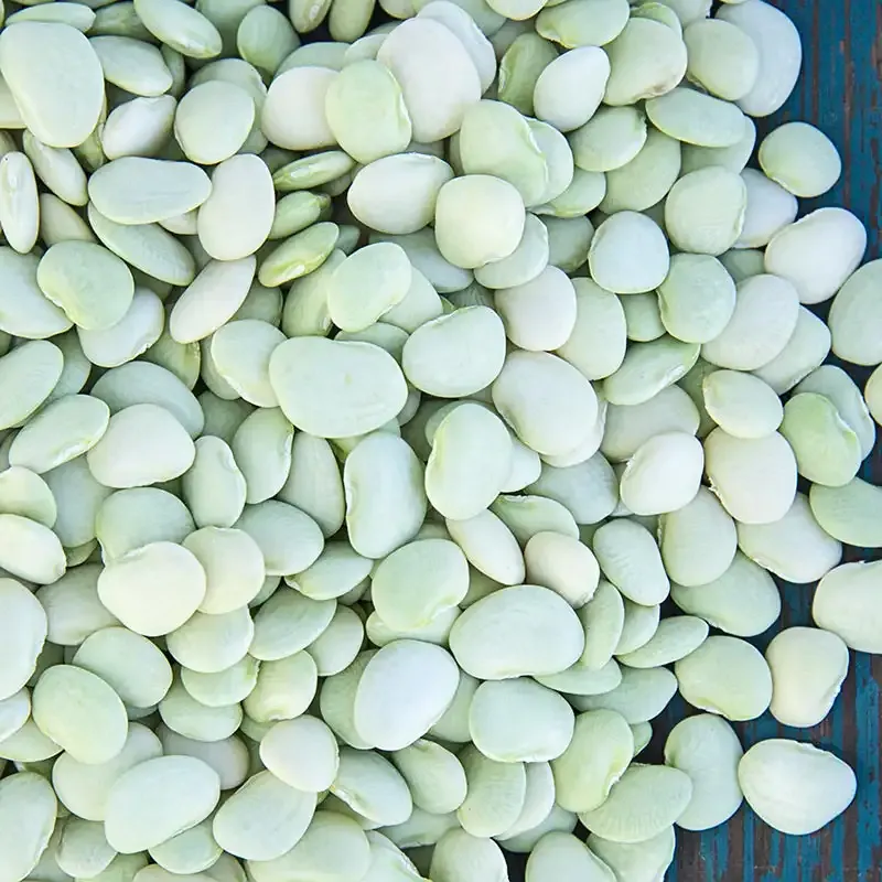 Baby Thorogreen Lima Bean Seeds - Productive Bush Variety for Home Gardens