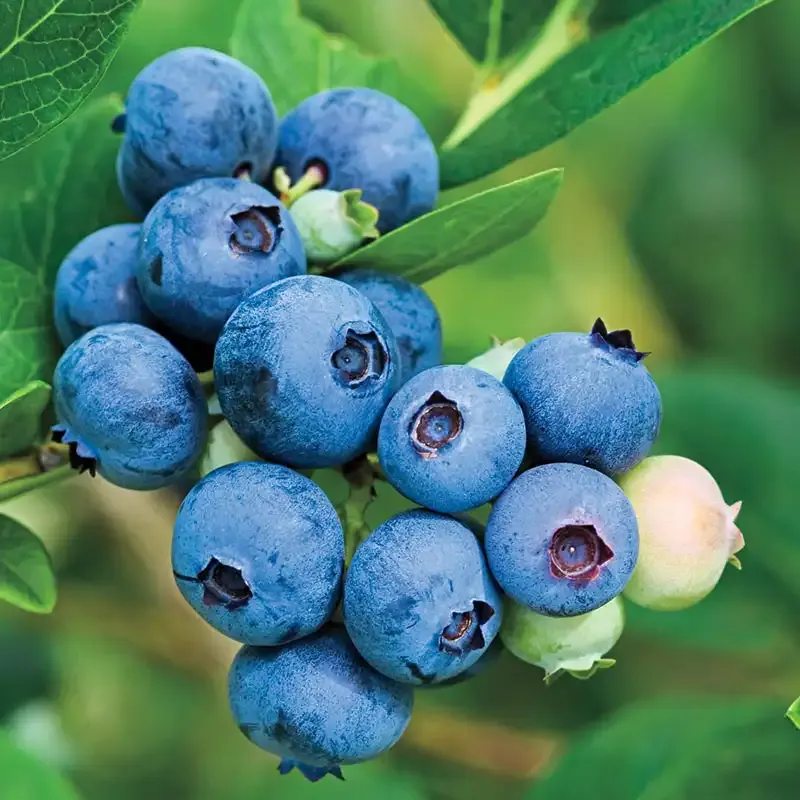 Jubilee Southern Highbush Blueberry Live Plant