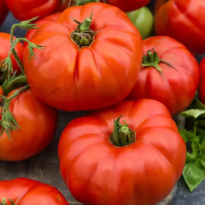Heirloom Beefsteak Tomato Seeds for Home Vegetable Gardens