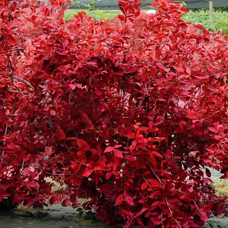 Duke Northern Highbush Blueberry Hedge Plant 3