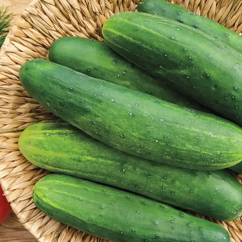 Sweet Salad II Hybrid Slicing Cucumber Seeds