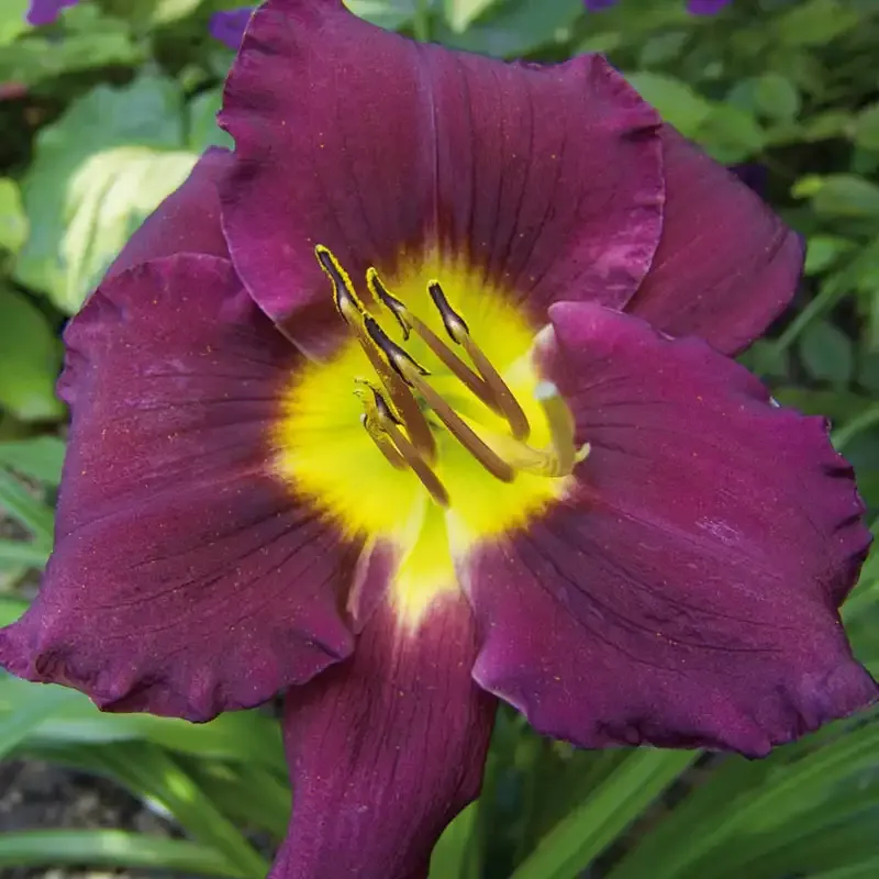 Bela Lugosi Daylily - Deep Purple Perennial Hemerocallis