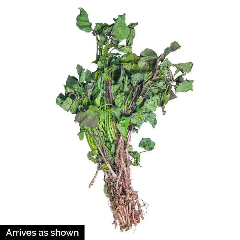 Centennial Sweet Potato Heirloom Variety 1