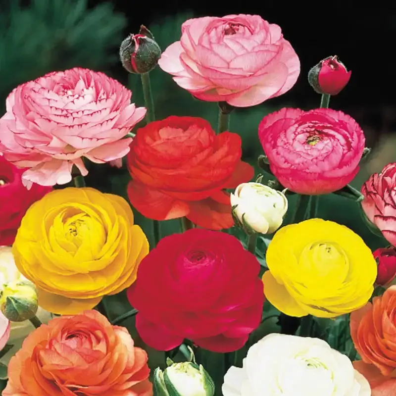 Assorted Ranunculus Flower Bulb Mix - Vibrant Spring Blooming Corms