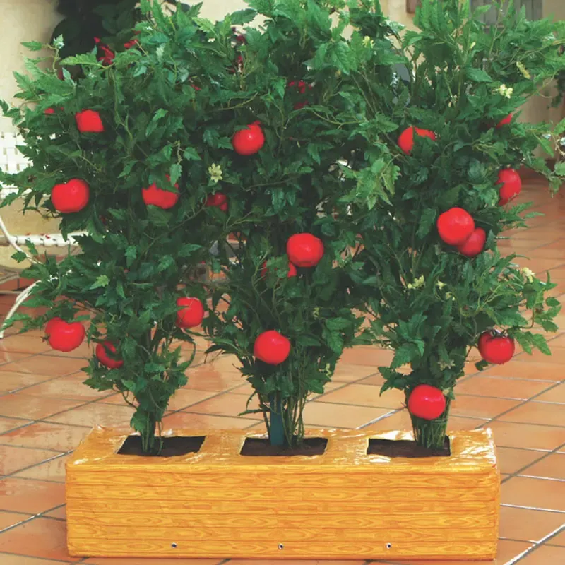 Vertical Tomato Cultivation System for Home Gardening