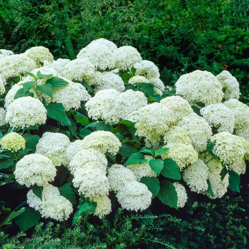 Annabelle Hydrangea Arborescens White Flowering Deciduous Shrub 2