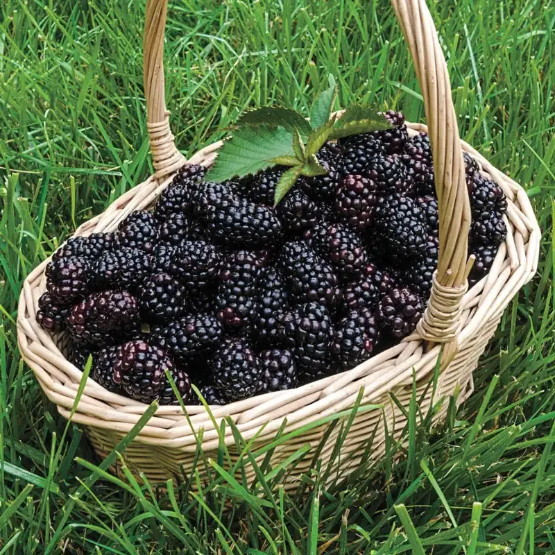 Heaven Can Wait Thornless Blackberry Plant for Home Gardens