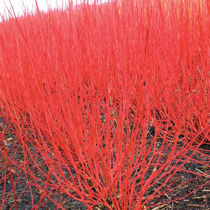 Variegated Red Twig Dogwood Deciduous Ornamental Shrub
