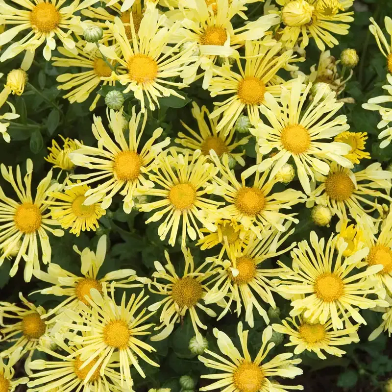 Yellow Quill Mammoth Mum Decorative Chrysanthemum