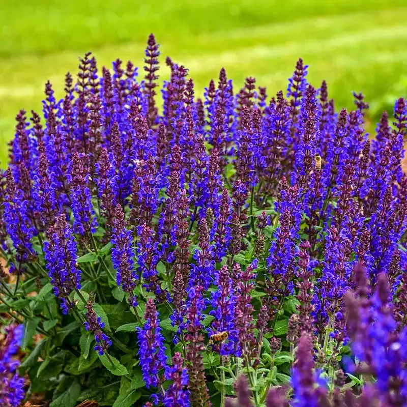 Bumbleblue Salvia Perennial Flowering Plant with Deep Blue Spikes