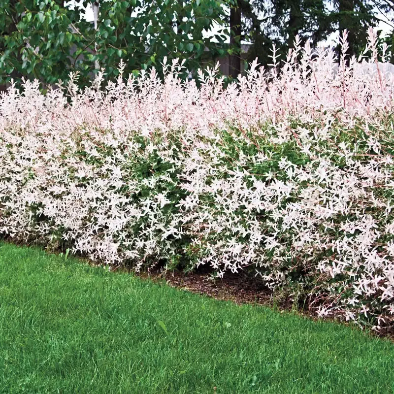 Flamingo Dappled Willow (Salix integra 'Hakuro-nishiki') Ornamental Shrub