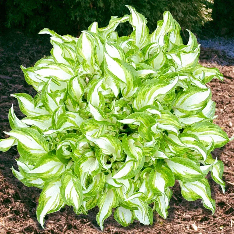 Kiwi Spearmint Hosta Perennial Shade Garden Plant