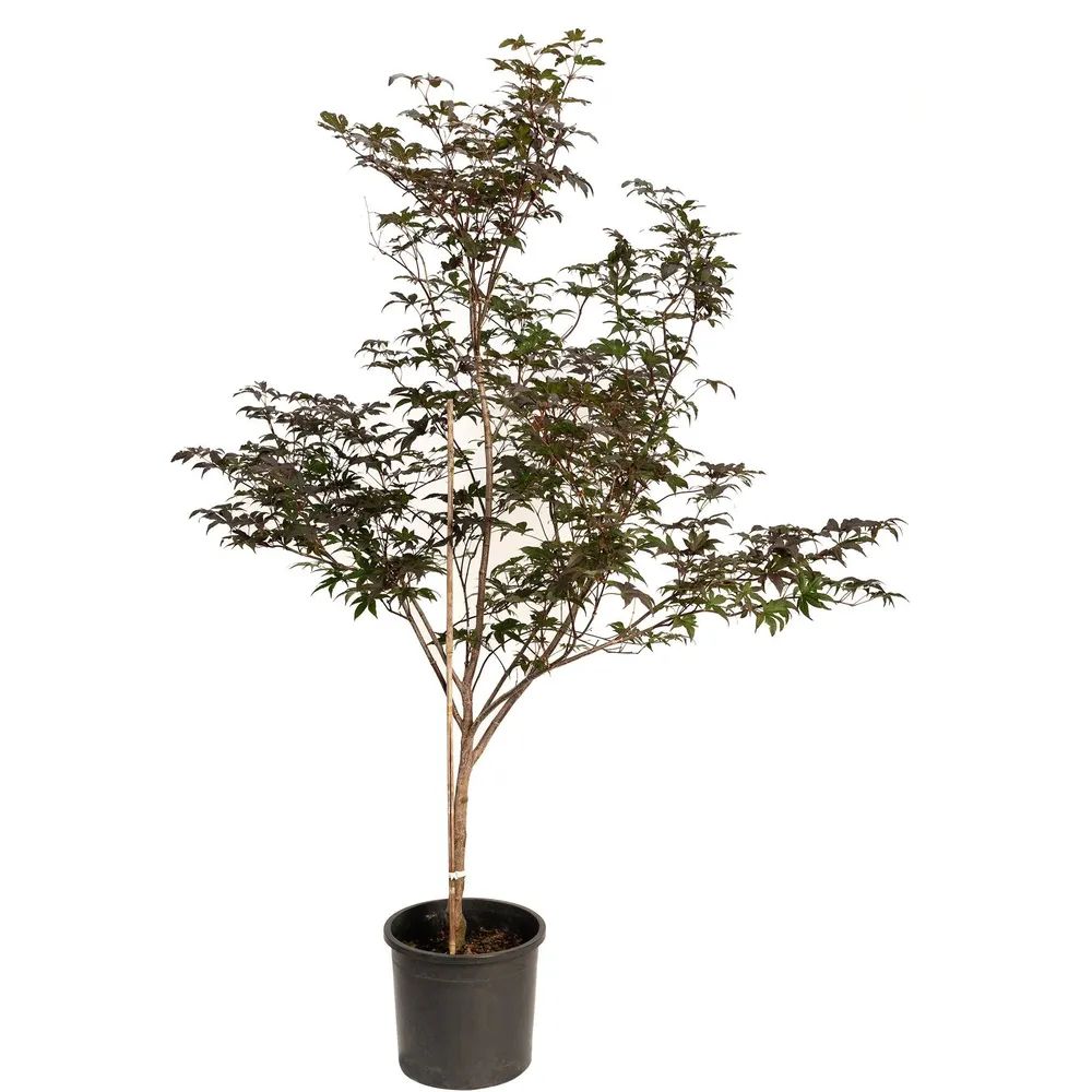 Bloodgood Japanese Maple (Acer palmatum 'Bloodgood') Ornamental Deciduous Tree 0