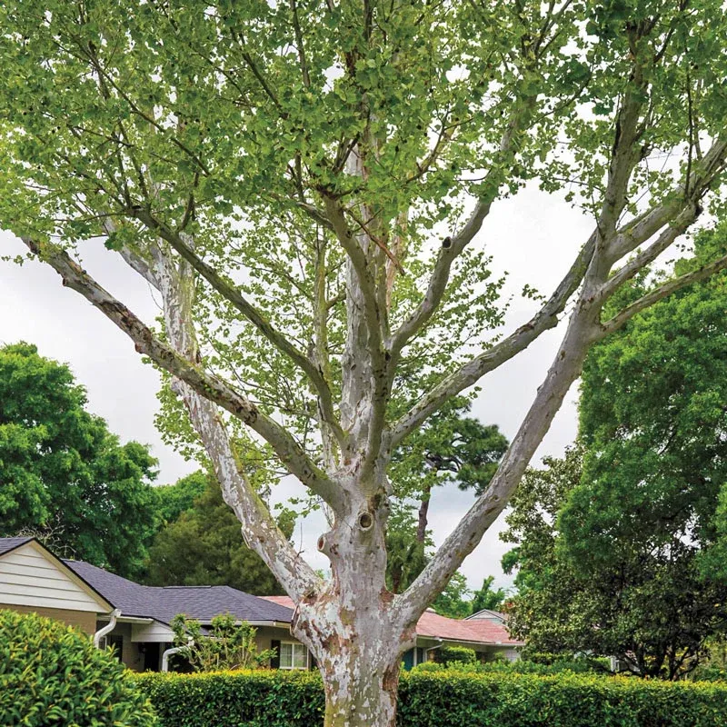 American Sycamore Hardwood Timber for Woodworking and Crafting