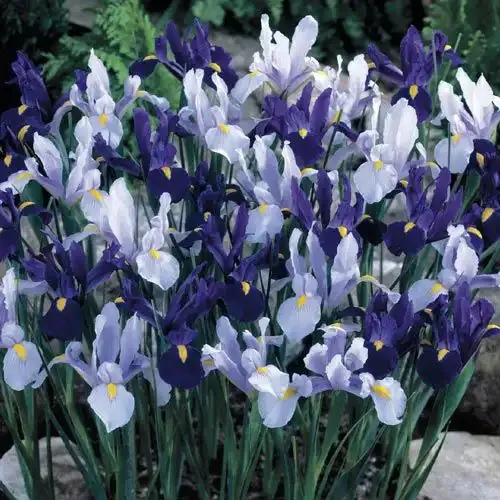 Blue and White Dutch Iris Bulb Blend for Spring Gardens