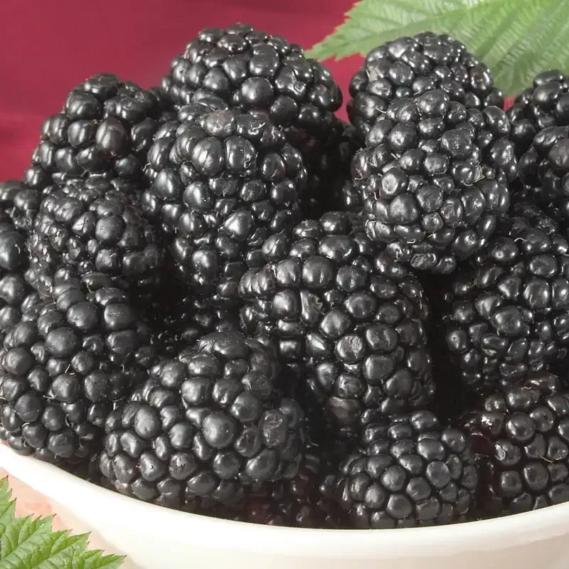 Triple Crown Thornless Blackberry Plant - Semi-Erect Fruit Bearing Shrub 1