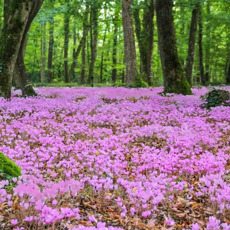 Hardy Cyclamen Bulbs for Naturalizing Perennial Shade Gardens