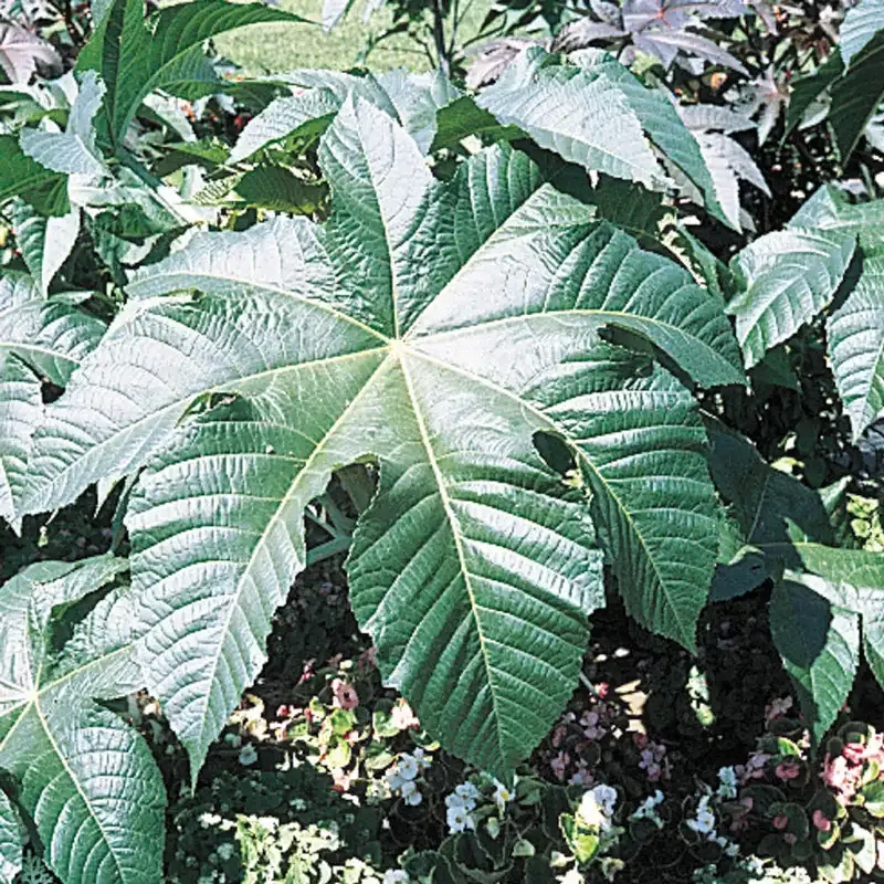 Castor Bean Seeds (Ricinus communis) for Ornamental Garden Planting