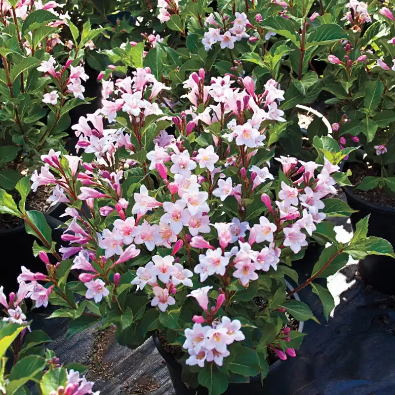 Weigela Polka Deciduous Flowering Shrub