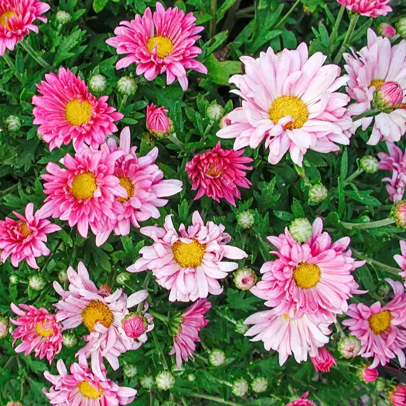 Pink Daisy Mammoth Mum Large Flowering Perennial Chrysanthemum