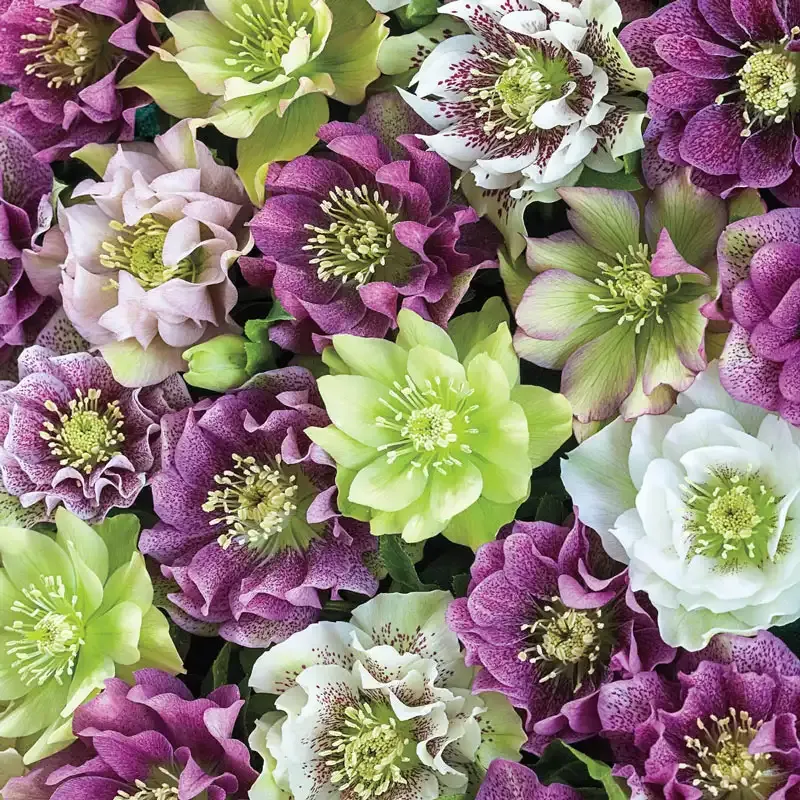 Double-Flowered Hellebore Perennial Garden Plant