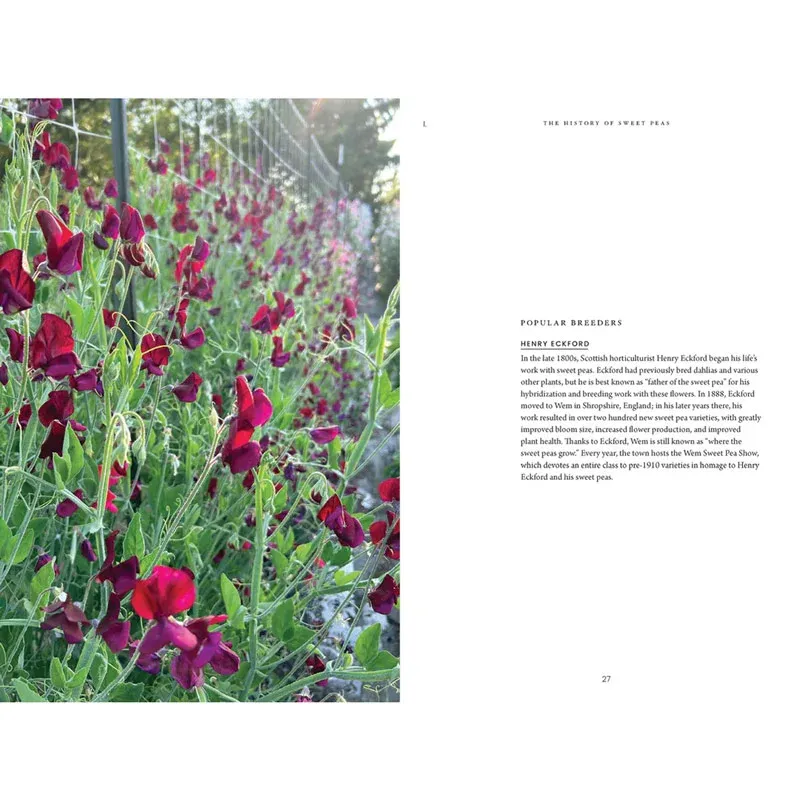 Sweet Pea School: A Comprehensive Guide to Growing and Arranging Romantic Blooms 1