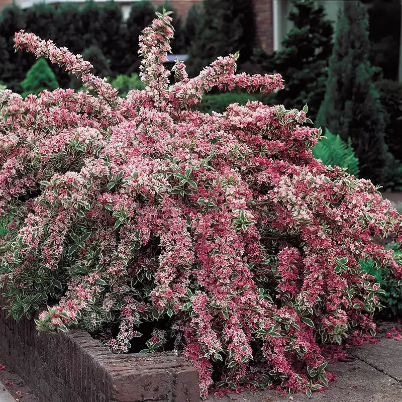 Pink Splash Variegated Weigela Deciduous Flowering Shrub