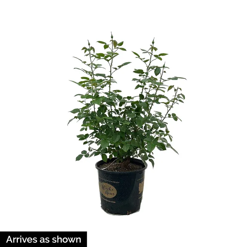 Grandiflora Rose Flowering Garden Shrub 1