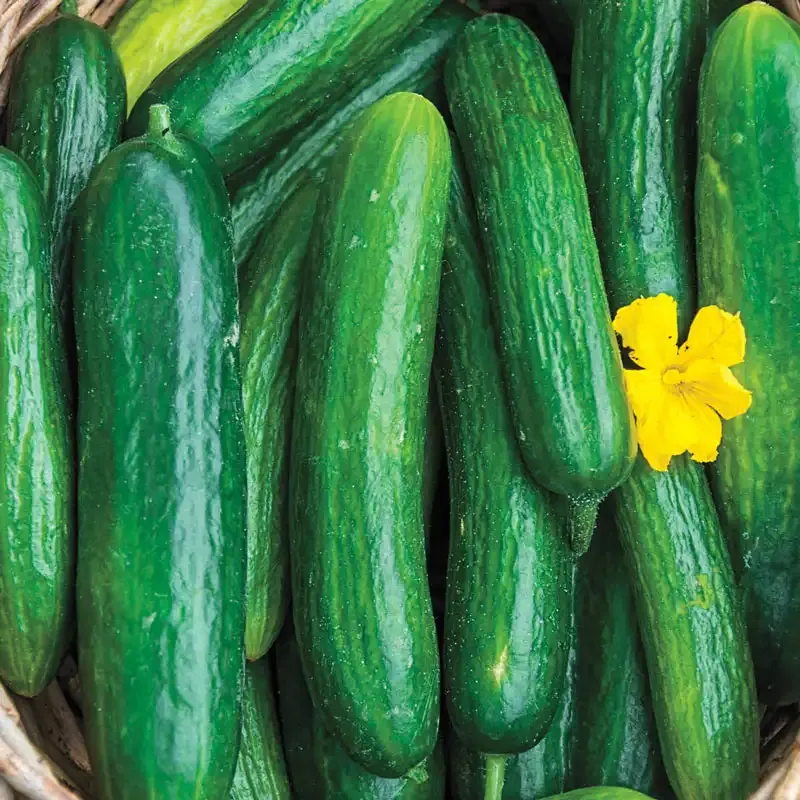 Perseus Hybrid Slicing Cucumber Seeds for Home Gardening