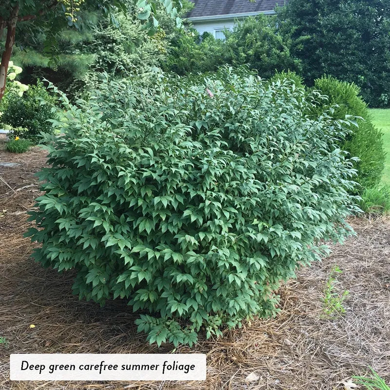 Dwarf Burning Bush Hedge (Euonymus alatus 'Compactus') 5