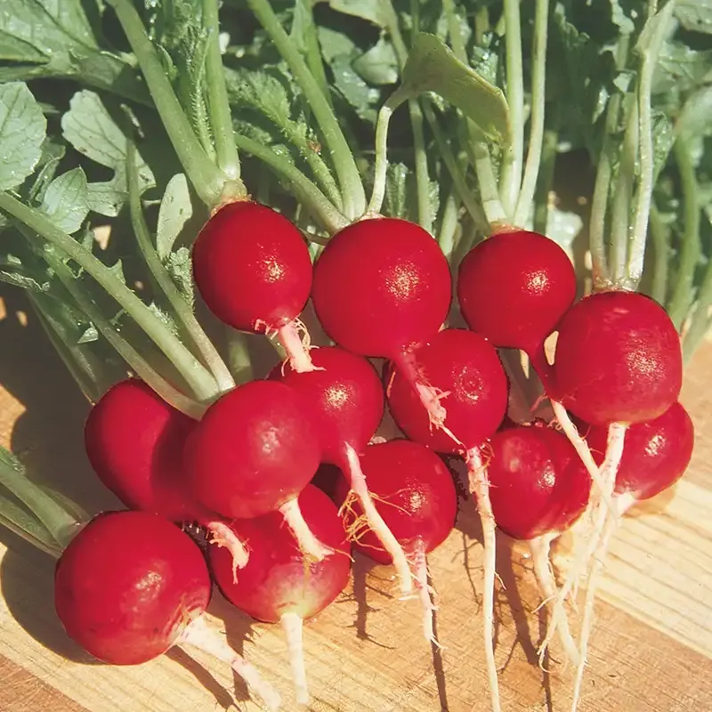 Champion Radish Seeds for Home Vegetable Gardening